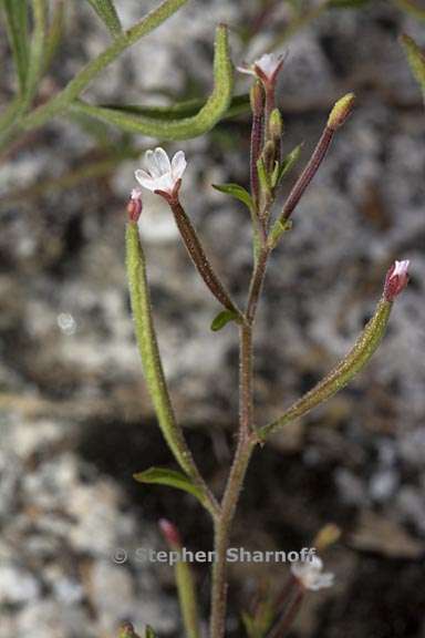 epilobium brachycarpum 3 graphic